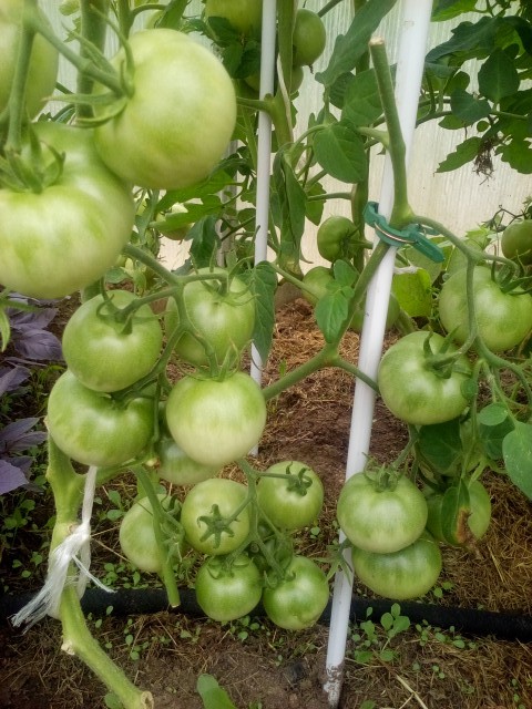 Как улучшить урожай помидоров