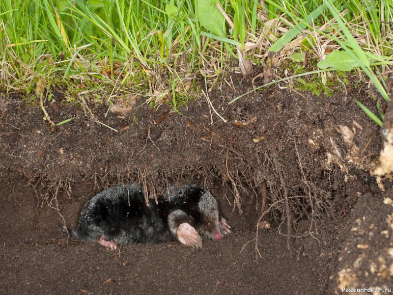 КАК ЖИВЕТ КРОТ И ПОЧЕМУ ОГОРОДНИКИ ДОЛЖНЫ СКАЗАТЬ ЕМУ "СПАСИБО"