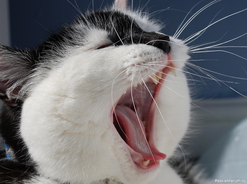 КАК СВОЕНРАВНЫЙ КОТ ИЗ ГЛУБИНКИ НАШЕЛ ХОЗЯЙКЕ СТОЛИЧНОГО МУЖА