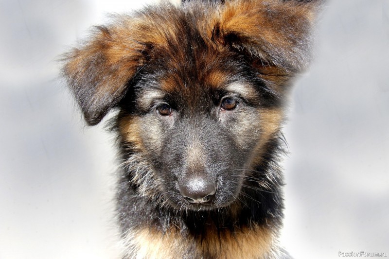 НАЙДУ СЕБЕ ДРУГОГО