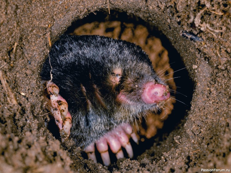 КАК ЖИВЕТ КРОТ И ПОЧЕМУ ОГОРОДНИКИ ДОЛЖНЫ СКАЗАТЬ ЕМУ "СПАСИБО"