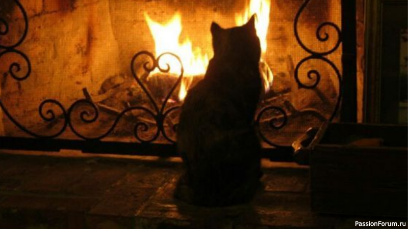 КОТ ПОЗНАЕТСЯ В БЕДЕ