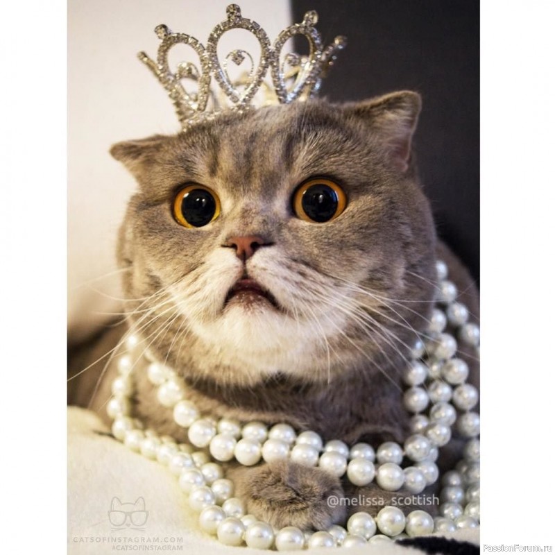 Коты и кошки.. Просто волшебно!