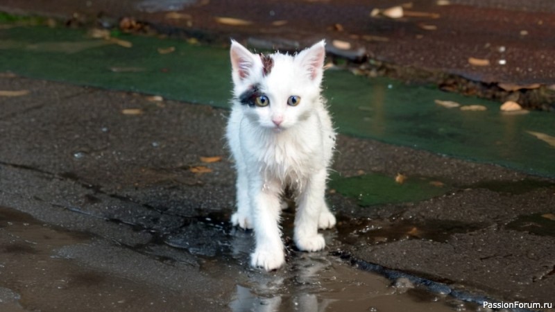 ГРОЗА ХОРОХОРИКОВ