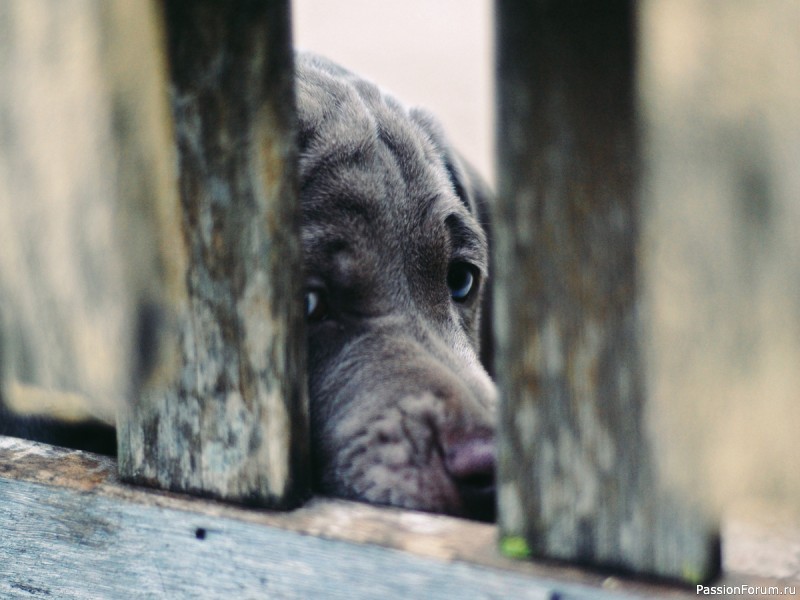 "Мама с собачкой"