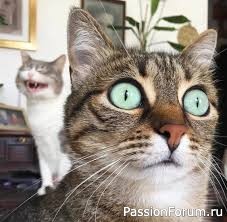 Кот женился