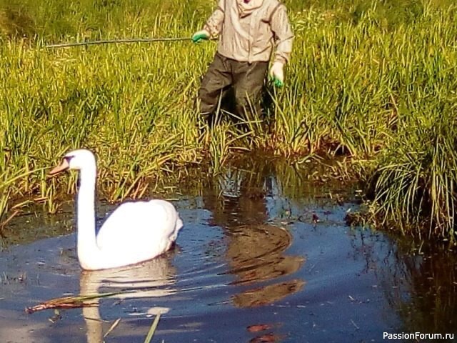 Озеро в камышах