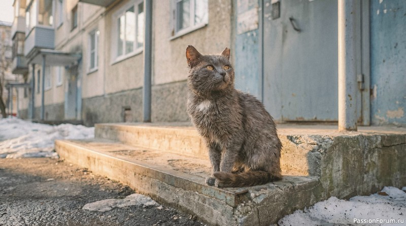"День, когда кот вернулся домой"