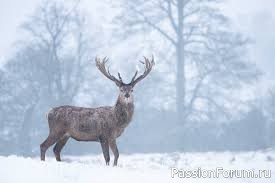 "Под Новый Год". Л.Ленц