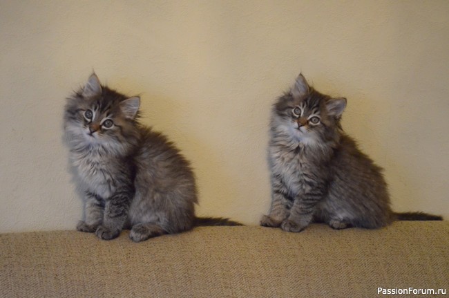 ДВОЙНОЙ КОТ