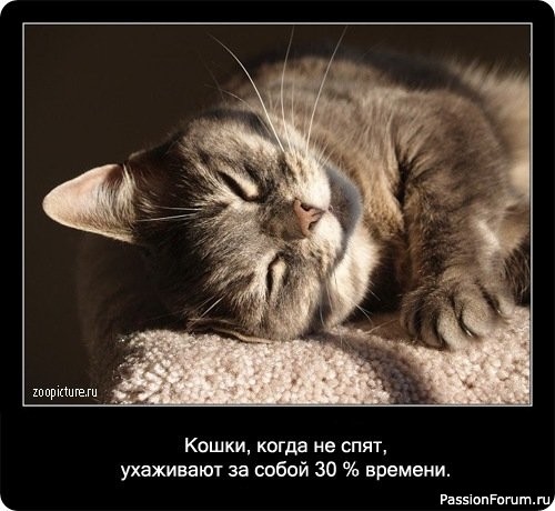 "Приеду не один"