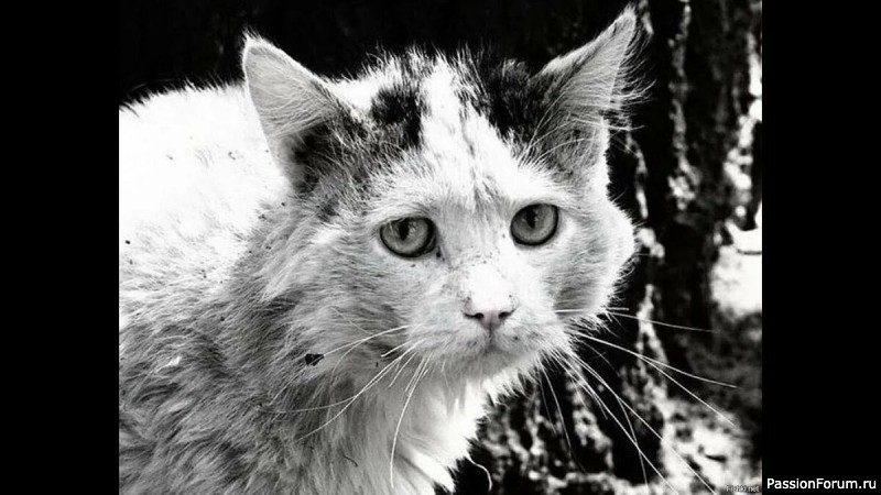 "Забытые". Т.Нурмухаметов