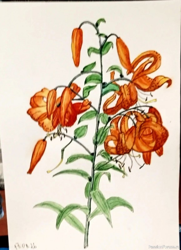Августовские рисунки