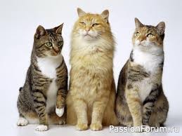 "Кошачий дом"