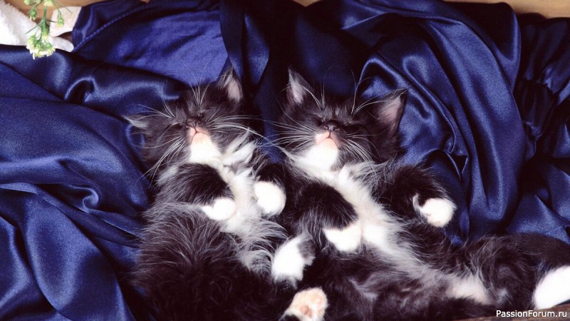 Муркоша. Мужские тайны