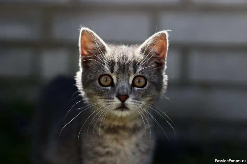 "Нехорошие люди"