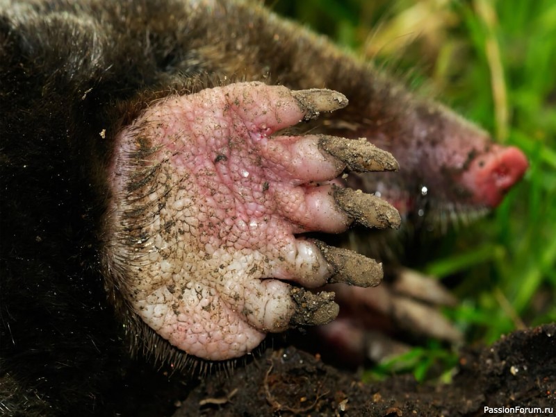 КАК ЖИВЕТ КРОТ И ПОЧЕМУ ОГОРОДНИКИ ДОЛЖНЫ СКАЗАТЬ ЕМУ "СПАСИБО"