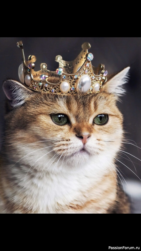 Коты и кошки.. Просто волшебно!