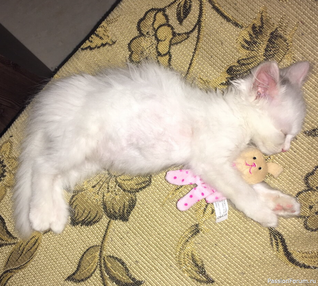 Она увидела котенка