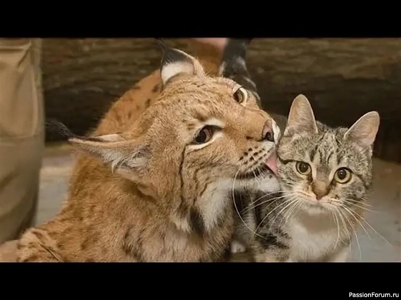 "Ступени Тимки Сухова" (окончание). Т.Нурмухаметов "Ступени Тимки Сухова" (окончание). Т.Нурмухаметов