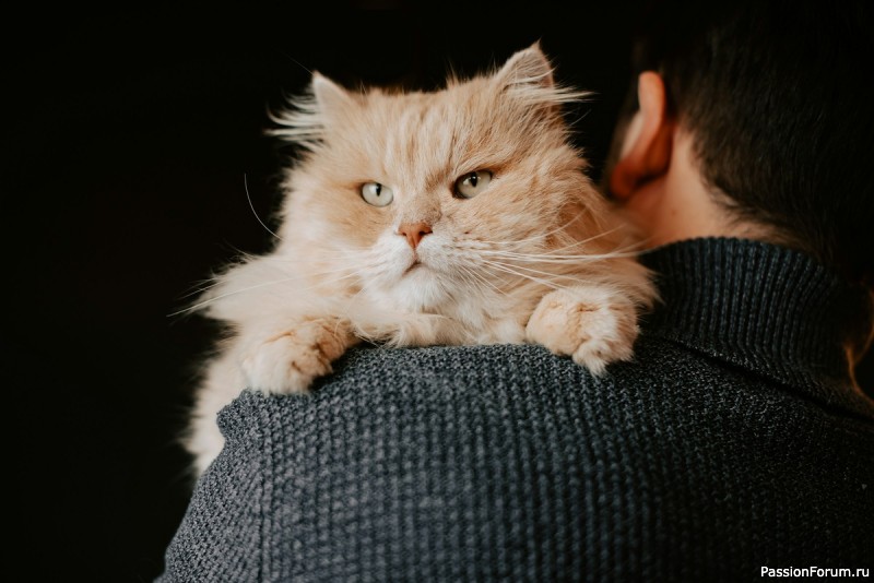 "Несостоявшаяся сделка"