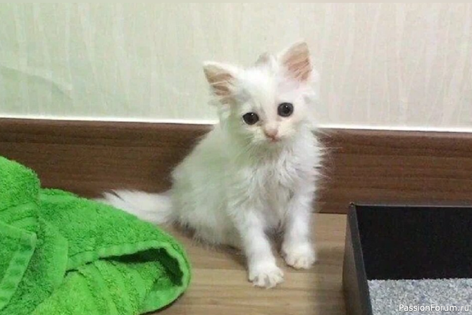 Она увидела котенка