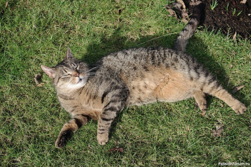 КОТ СПАС КАФЕ ОТ БАНКРОТСТВА