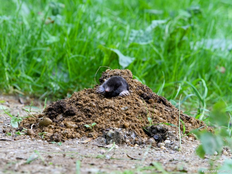 КАК ЖИВЕТ КРОТ И ПОЧЕМУ ОГОРОДНИКИ ДОЛЖНЫ СКАЗАТЬ ЕМУ "СПАСИБО"