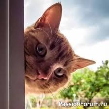 "Таис". N.Drovosek