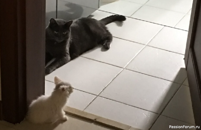 Она увидела котенка