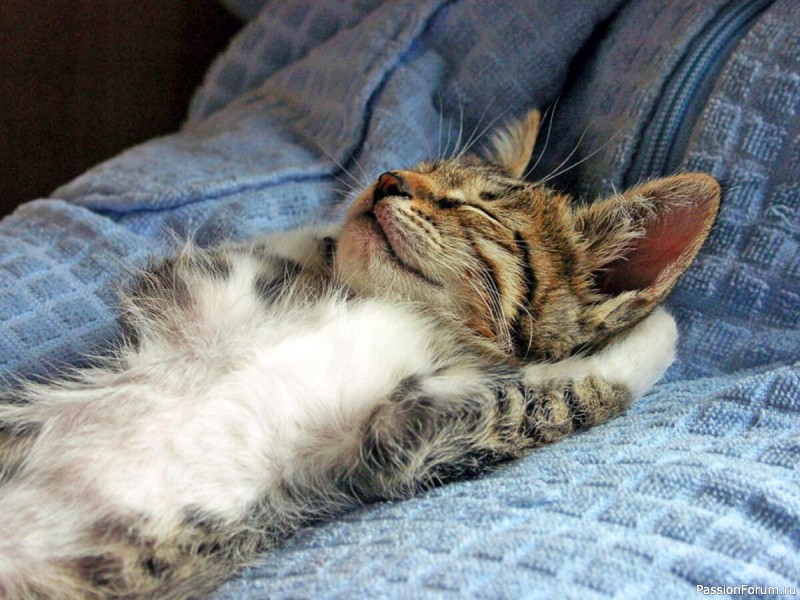 Мурзик ,пирсинг и мама-невеста