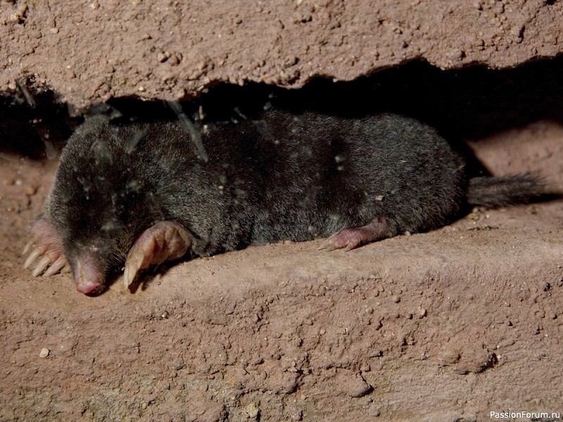 КАК ЖИВЕТ КРОТ И ПОЧЕМУ ОГОРОДНИКИ ДОЛЖНЫ СКАЗАТЬ ЕМУ "СПАСИБО"