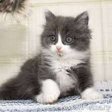 МУДРЫЙ ТЕСТЬ