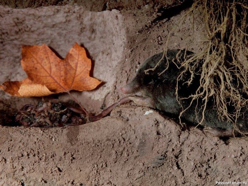 КАК ЖИВЕТ КРОТ И ПОЧЕМУ ОГОРОДНИКИ ДОЛЖНЫ СКАЗАТЬ ЕМУ "СПАСИБО"