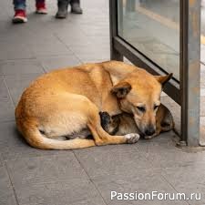 "Рыжая". И.Чижова