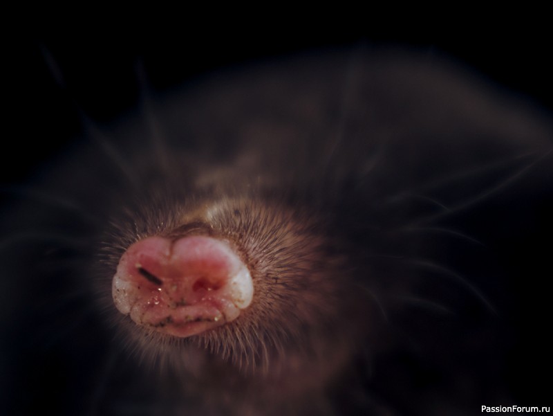 КАК ЖИВЕТ КРОТ И ПОЧЕМУ ОГОРОДНИКИ ДОЛЖНЫ СКАЗАТЬ ЕМУ "СПАСИБО"