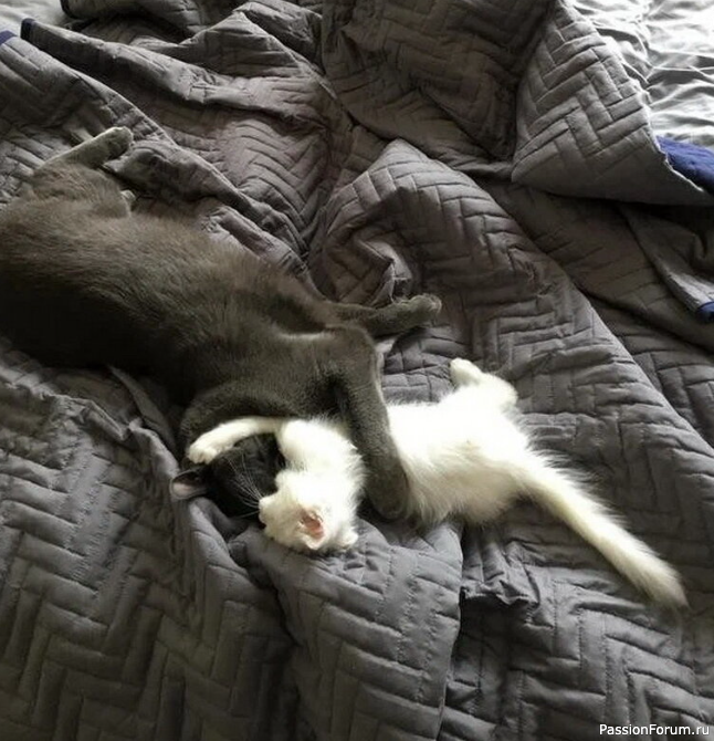 Она увидела котенка