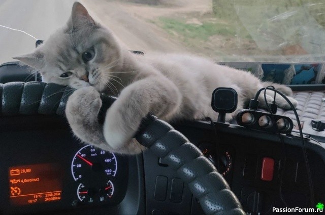 По ком гудят клаксоны По ком гудят клаксоны