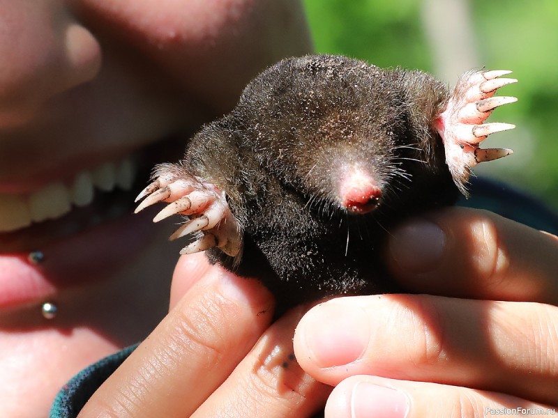 КАК ЖИВЕТ КРОТ И ПОЧЕМУ ОГОРОДНИКИ ДОЛЖНЫ СКАЗАТЬ ЕМУ "СПАСИБО"
