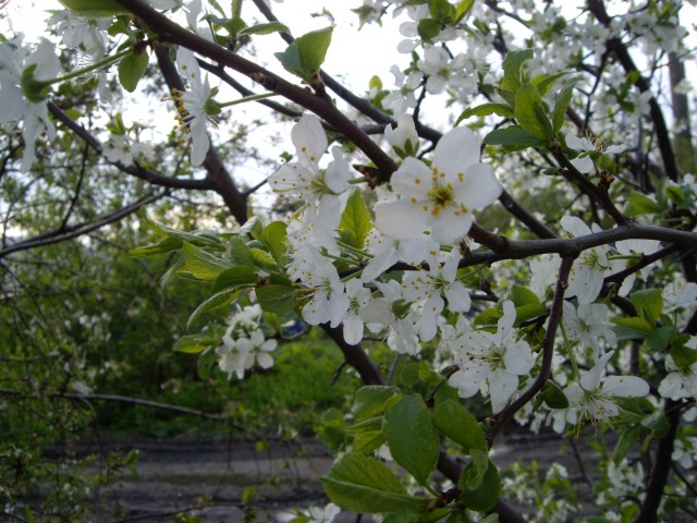 Весна в городе