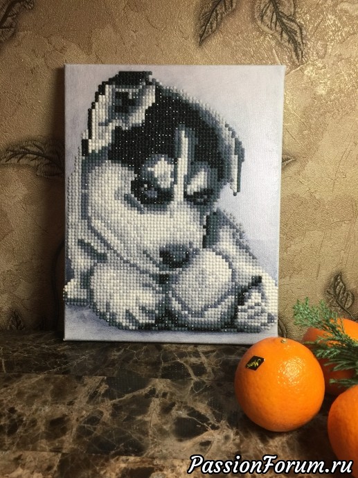 Малыш Хаски.