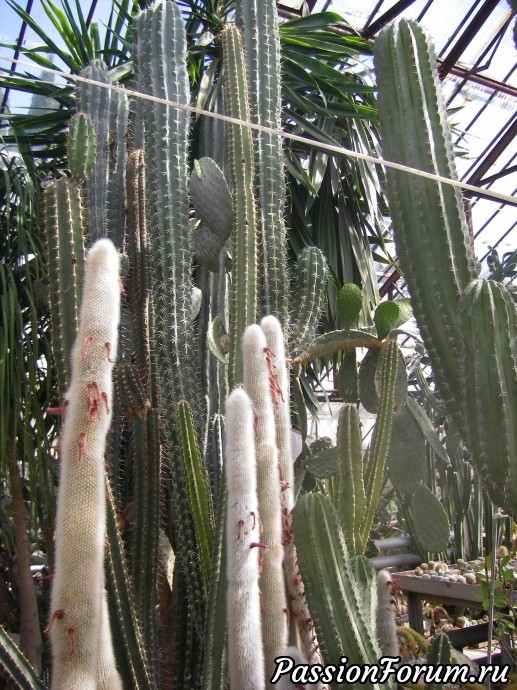 Кактусовая оранжерея в Никитском Ботаническом саду