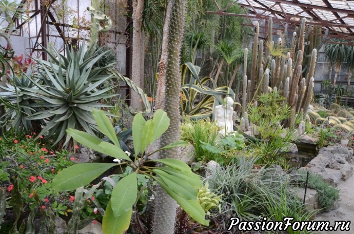 Кактусовая оранжерея в Никитском Ботаническом саду