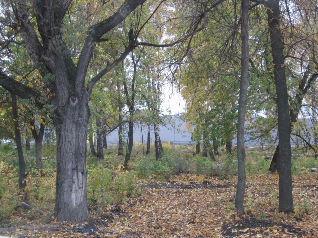 ОКУНУЛИСЬ В ОСЕНЬ...