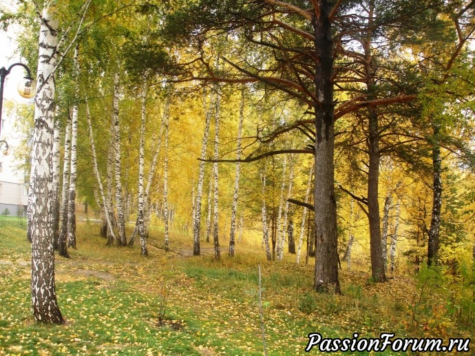 Осень в Сибири Осень в Сибири
