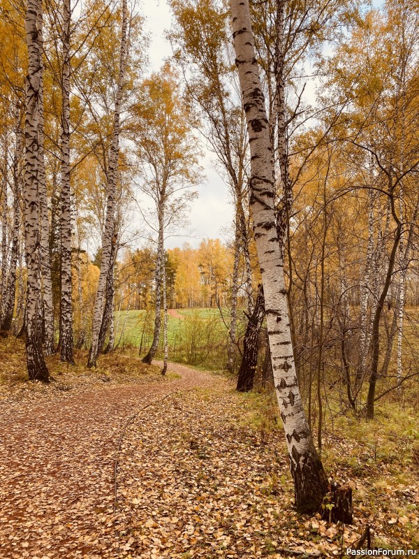 Осенние зарисовки