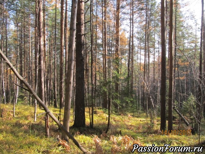 Может, это – бабье лето?