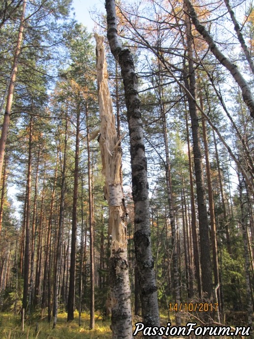 Может, это – бабье лето? Может, это – бабье лето?