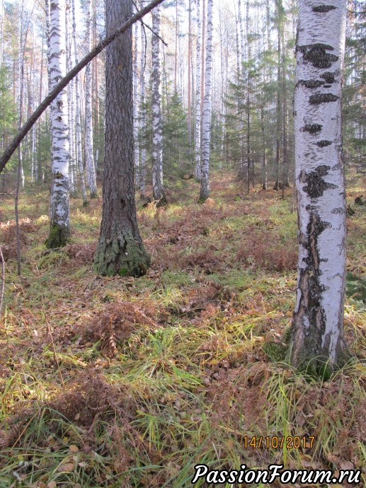 Может, это – бабье лето? Может, это – бабье лето?