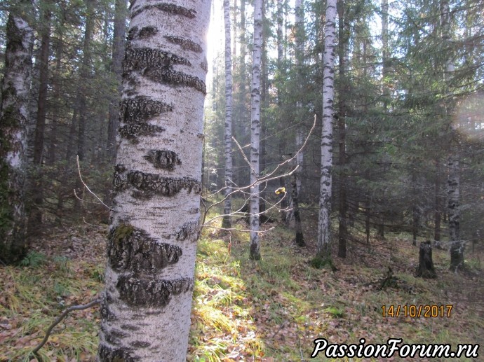 Может, это – бабье лето? Может, это – бабье лето?